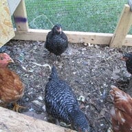 sixcitychicks