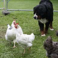 annas orps
