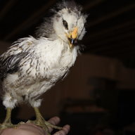 cochickymama