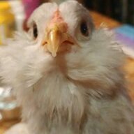 CraterLakeChick