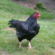 clucknorris2124