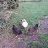 chickenlove17