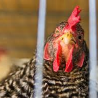 ChickenLover172