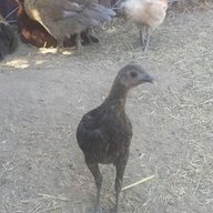 EsquiresEggs