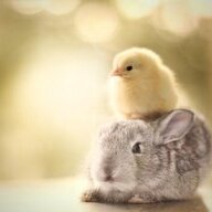 AnimalLuber