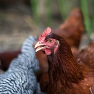 The Home Flock