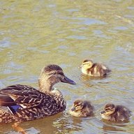 Ducker1234