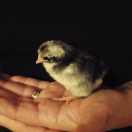 ClarendonChicks