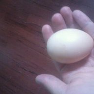 Eggstaticnewbie