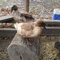 Chicksduckgoose
