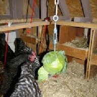 Marmalade Hens