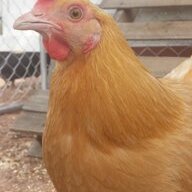 hennypennychick