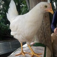 foundhen