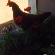 DonovanChick