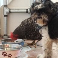 LAChickenLady