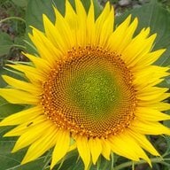 sunflower4you