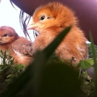 Chickfreak01
