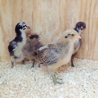 tulsachicks