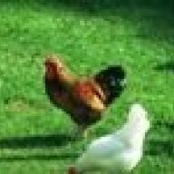6chix