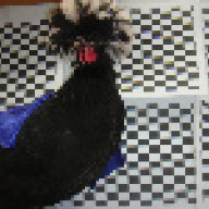 MikeTheChicken
