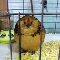 cheerfulchicken