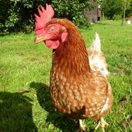 jeanette2roos