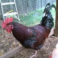 Foghorn Hoo