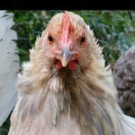 FeatherstoneFrm