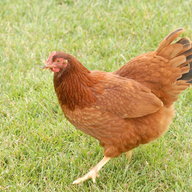 nstarfarm