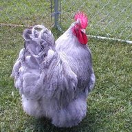 TwinsFarm