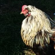 nechickenman
