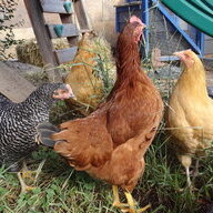 highmountainhen