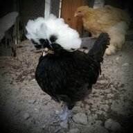 MN Chick