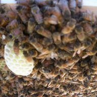 lergicbeekeeper