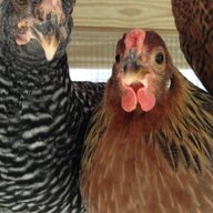 4UrbanHens