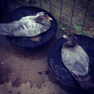 sneal223