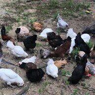 WhitehouseFarms