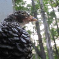 Free as a Bird