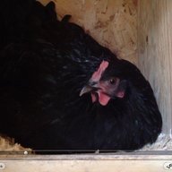 A6chickenhome