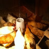 alleys chickens