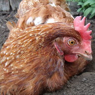 Penny-Hen