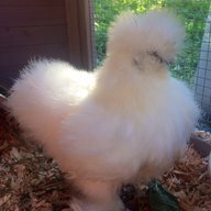 SnoCoSilkies