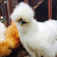 silkiemania