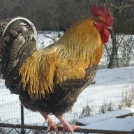 dalovesroosters