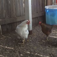 KippenhokChick