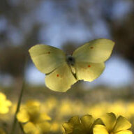 yellowbutterfly