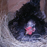 ChickyChang