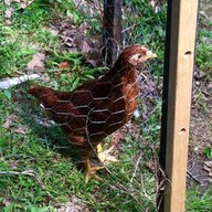 Redbeard22