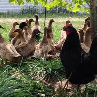 ChickDuck mom