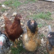 Vicinochicks